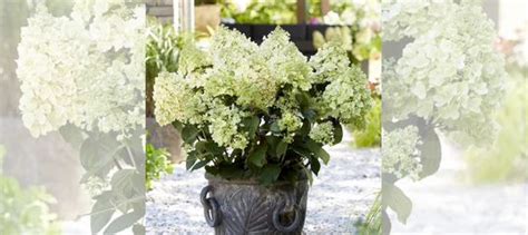 Гортензия Би Хэппи купить в Твери | Товары для дома и дачи | Авито