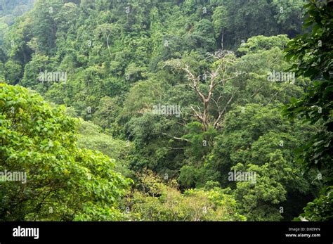 tropical rainforest lombok indonesia asia stock photo alamy