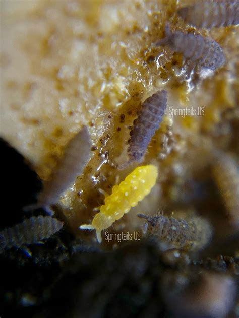 Happy World Soil Day everyone!! Remember to appreciate the soil animals