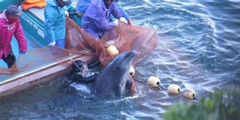 Japon Un Massacre De Dauphins Filmé à Taiji