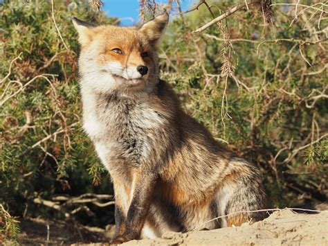 Premium Photo Close Up Of Fox On Field