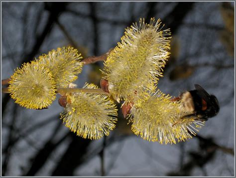 Замітки вербна неділя