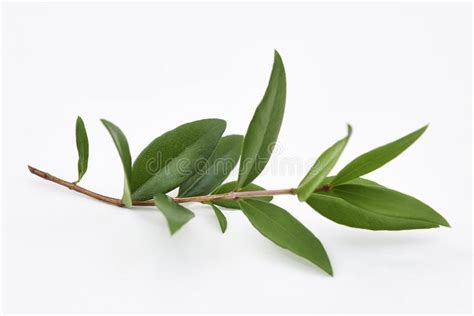 Lemon Myrtle Plant Leaves Stock Image