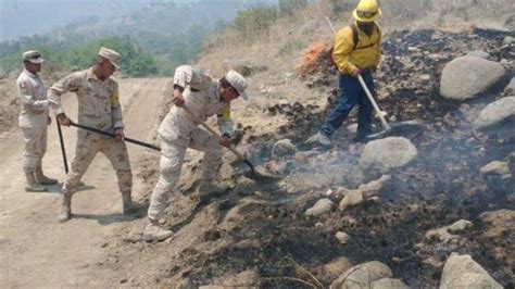 Incendios devastan miles de hectáreas y especies en Sonora