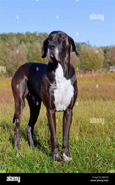 Great Dane / Deutsche Dogge / German Mastiff, one of the world's Stock ...