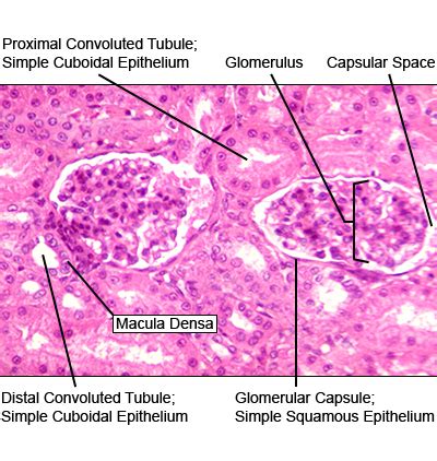 Macula Densa Histology