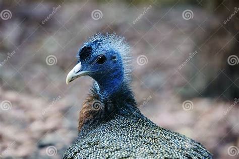 Great Argus Pheasant Stock Image Image Of Male Long 215646853