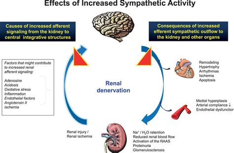 Renal Denervation For The Treatment Of Cardiovascular High Risk