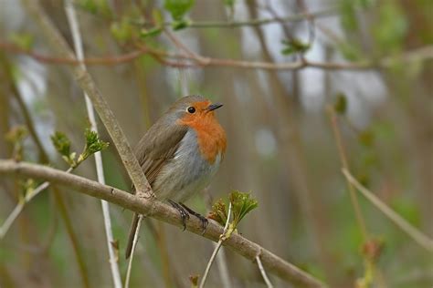 Robin Pássaro Filiais Foto Gratuita No Pixabay