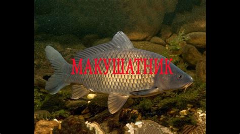 МАКУШАТНИК,монтаж который Ловит Сазана И Карпа!!!Самый простой вариант ...