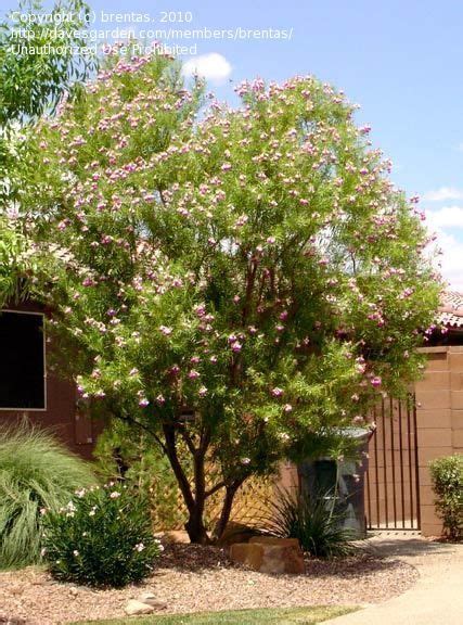 Desert Willow Tree Arizona Care Lorrine Edmonds