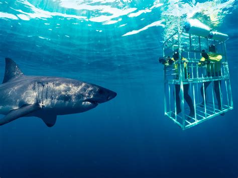 Shark Cage Jake Bixler S Blog Of Excellence