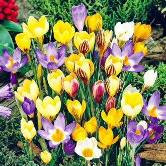 Крокус ботанический, микс (67333): купить луковицы почтой в России ...