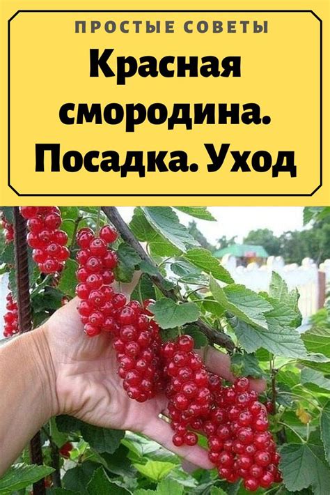 сад и огород | Садовые бордюры, Сад, Гидропонное садоводство