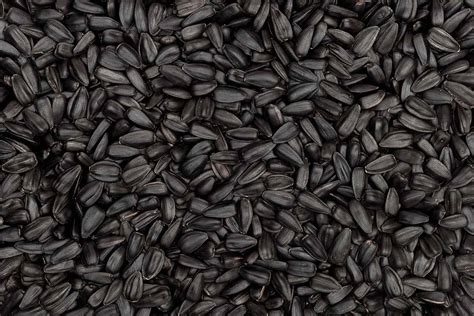 Tips For Growing Black Oil Sunflowers In The Home Garden