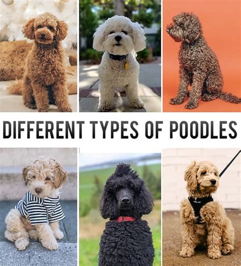 Types Of Poodles Standard Miniature Toy And Teacup