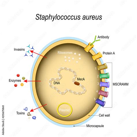 Staphylococcus Aureus Cell Structure And Pathogenic Factors Vector De