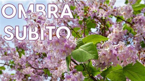 Paulownia Tomentosa Coltivazione Di Un Albero Dalla Crescita