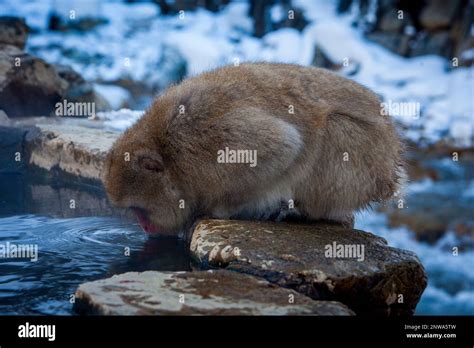 Monkey In A Natural Onsen Hot Spring Located In Jigokudani Monkey Park Nagono Prefecture