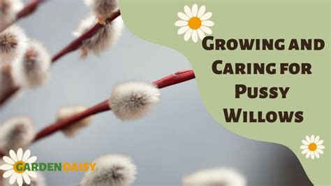 Everything You Need To Know About Growing And Caring For Pussy Willows Garden Daisy