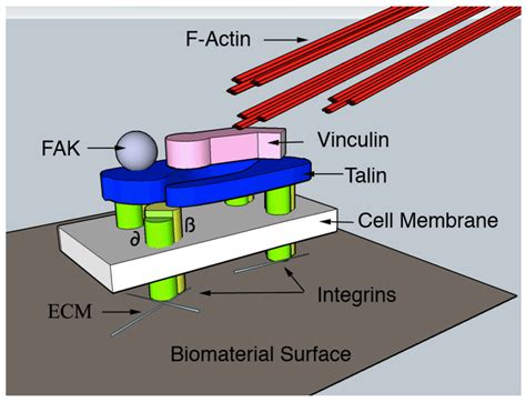 A Simplified Overview Of The Molecular Composition Of The Focal