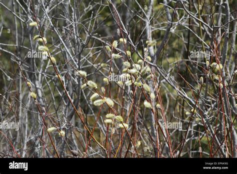 Pussy Willow Catkins American Pussy Willow Salix Discolor Native To Northern North America