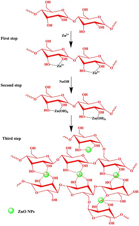 Schematic Representation Of Starchs Role In The Stabilization Of Zno