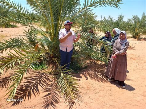 طلبة وطالبات زراعة الوادي الجديد في ضيافة المركزي للنخيل بالداخلة