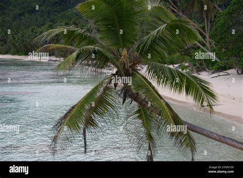 Coconut Palm Cocos Nucifera Stock Photo Alamy
