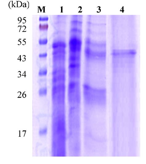 Figure From Purification Of Chitinase Chitosanase From Bacillus