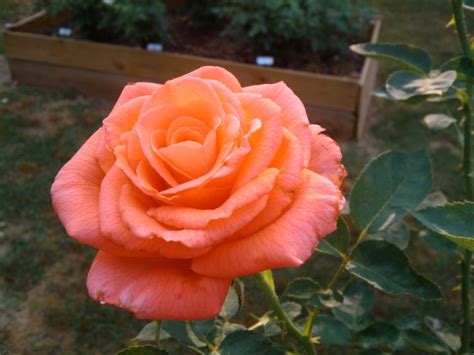 tropicana rose | In Bloom | Pinterest