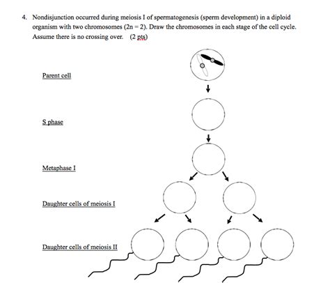 Solved Part A If Nondisjunction Occurs In Meiosis Ii How Chegg Hot Sex Picture