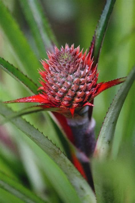 A Growing Red Pineapple Bud · Free Stock Photo