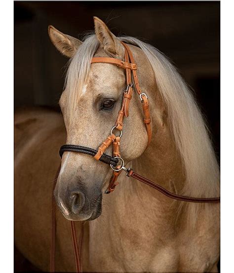 Reining Bridles Horse Bits Palomino Sport Cody Horses Animals