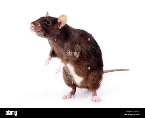 Rat Standing Up Immagini E Fotografie Stock Ad Alta Risoluzione Alamy