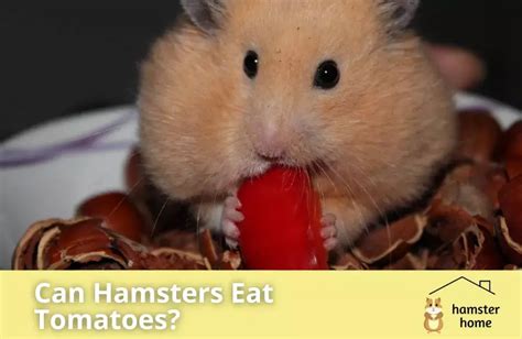 Can Hamsters Eat Tomatoes A Must Read For All Hamster Owners • Hamster