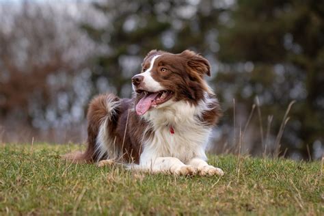 150+ Most Popular Border Collie Names for Your Smart Pup ...