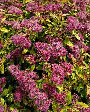 Спирея японская `Хьюберт Голд`®, Spiraea japonica `Hubert Gold ...