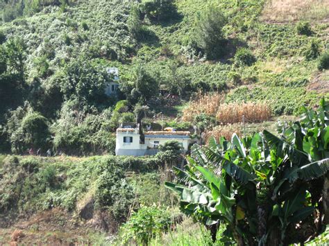 A Traditonal Madeiran Farm With Sweetcorn Drying In The Sun
