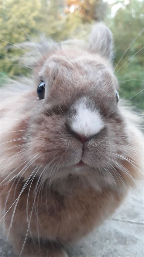 Hello there! : r/Rabbits