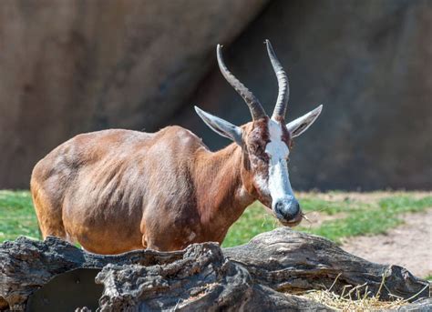 Close Up Of Two Blesbok Or Blesbuck Antelope In The Western Cape Stock ...