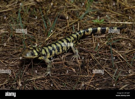 A juvenile intergrade between the Barred Tiger Salamander (Ambystoma m ...