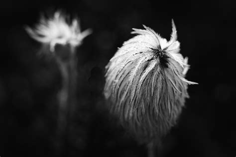 Anemone In Black And White — Lyndas Photography