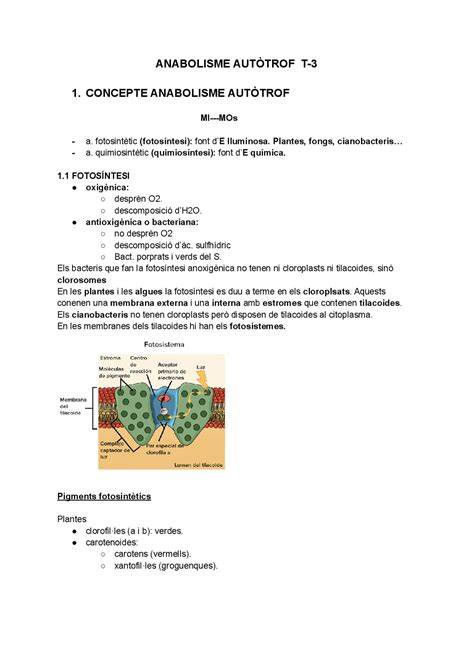 Anabolisme Autòtrof 2n Batxillerat Docsity