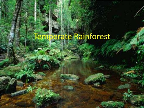 Ppt Temperate Rainforest Powerpoint Presentation Free Download Id