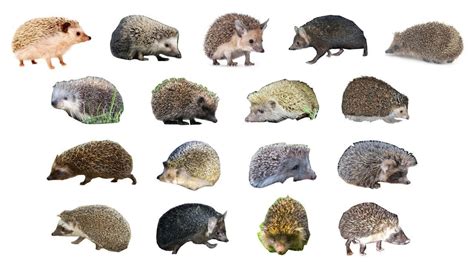 Meet The Hedgehog Species A Guide To Different Hedgehog Varietie