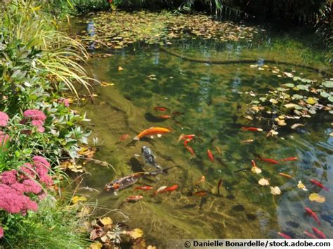 Introduire Des Poissons Dans Un Bassin