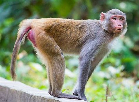 List of 10 Monkeys With Red Butts On Earth (2023)