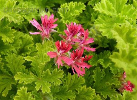 Описание герани душистой: какие бывают виды, уход и размножение в ...