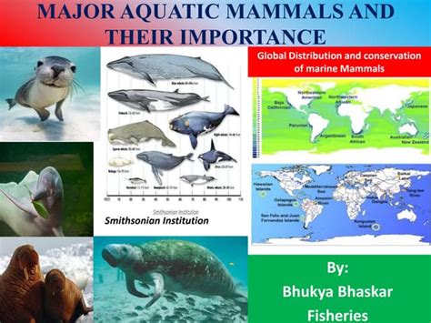 major aquatic mammals   importance  bpptx